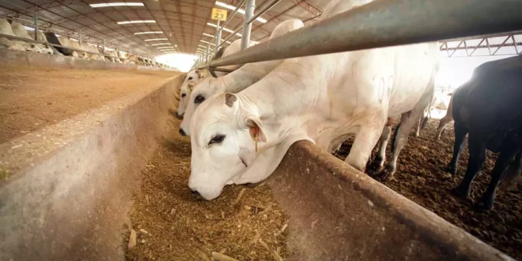 Foto: Agencias // Al cierre de 2025 el organismo federal contabilizó 16 entidades del país con esta plaga, con mayor presencia en la especie bovina.