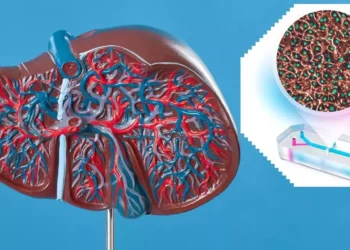 Logro histórico de la UNAM: desarrollan el primer “hígado en un chip” en México