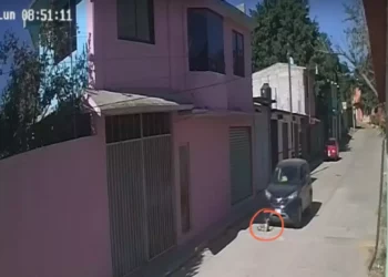 IMÁGENES | Video exhibe atropello intencional de un perro y desata indignación en Cuilápam