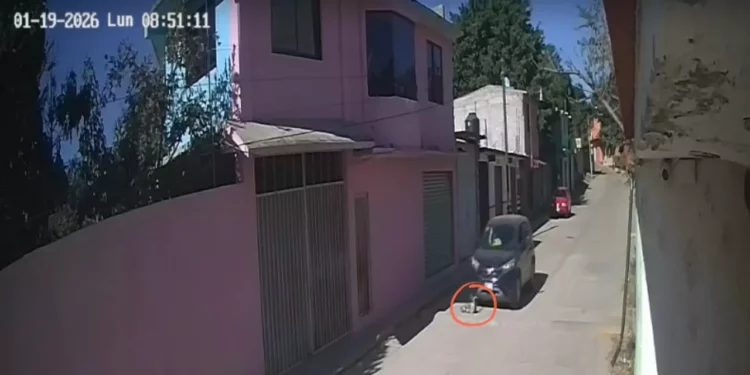 IMÁGENES | Video exhibe atropello intencional de un perro y desata indignación en Cuilápam