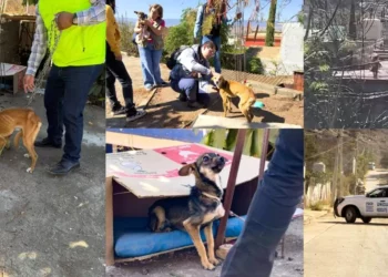 Denuncia en redes destapa presunto abandono de perros en azotea de Pueblo Nuevo