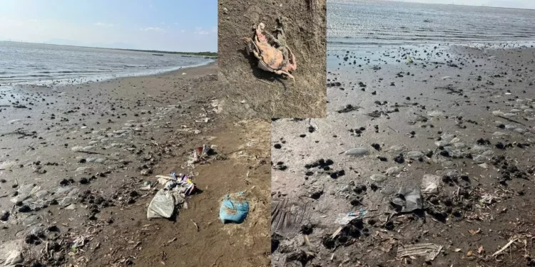 El abandono mata Playa Unión: fauna marina muere mientras la basura se apodera