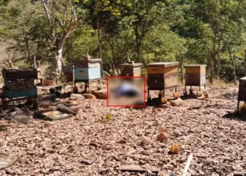 El cuerpo del adulto mayor fue hallado tirado en la zona donde tenía sus colmenas.
