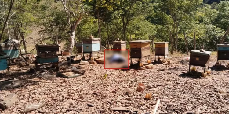 El cuerpo del adulto mayor fue hallado tirado en la zona donde tenía sus colmenas.