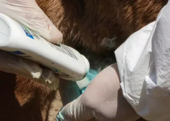 Foto: Cortesía Gobierno de México // Se cura la herida a un animal afectado por el gusano barrenador.