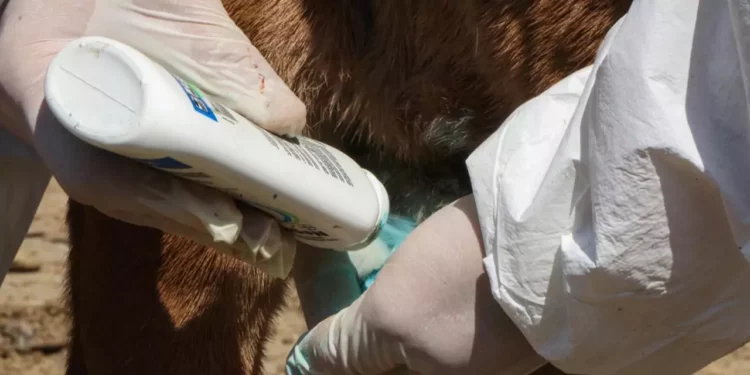 Foto: Cortesía Gobierno de México // Se cura la herida a un animal afectado por el gusano barrenador.