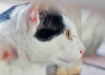 Detecta Oaxaca primer caso de barrenador en un felino