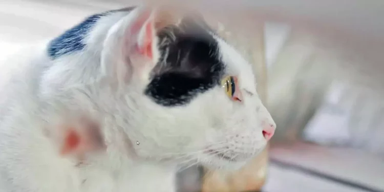 Detecta Oaxaca primer caso de barrenador en un felino