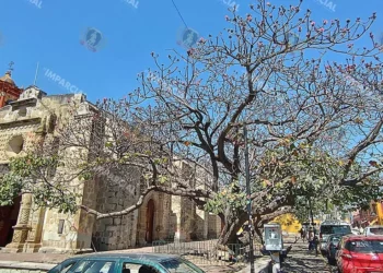 Fotos: Lisbeth Mejía // Algunos indican que los coquitos fueron sembrados al tiempo que construían el templo.