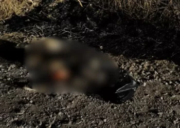Indignación en Huajuapan: hallan perro calcinado en terreno baldío