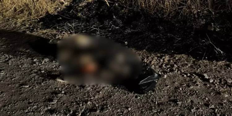 Indignación en Huajuapan: hallan perro calcinado en terreno baldío