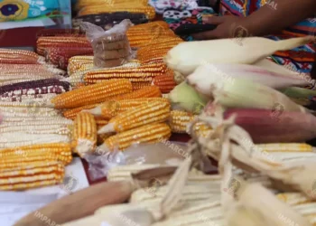 Foto: Archivo El Imparcial – ilustrativa // Invierten 335 millones de pesos para fortalecer la cosecha en 120 municipios con mayor número de campos de cultivo.