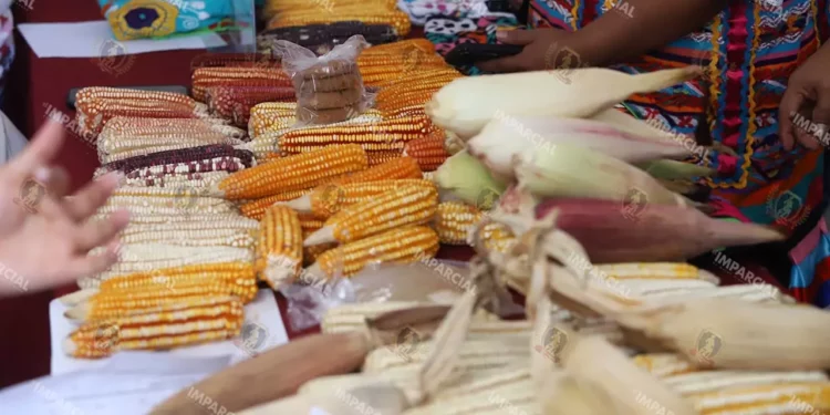 Foto: Archivo El Imparcial – ilustrativa // Invierten 335 millones de pesos para fortalecer la cosecha en 120 municipios con mayor número de campos de cultivo.