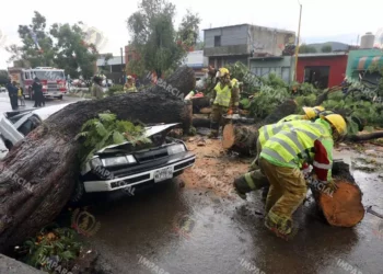 Foto: Archivo El Imparcial // Desplome de arbolado por causas naturales, pero con contribución de la negligencia oficial.