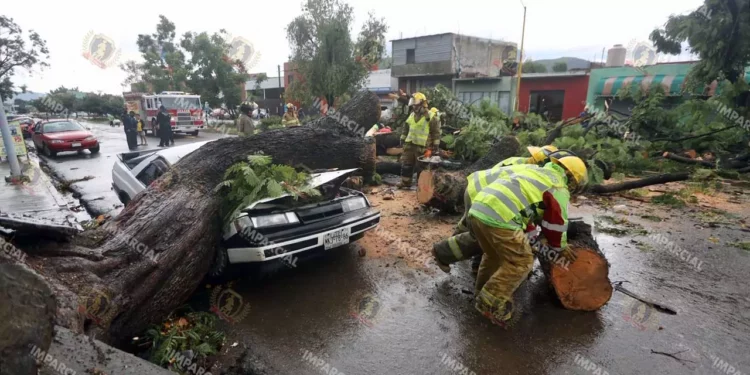 Foto: Archivo El Imparcial // Desplome de arbolado por causas naturales, pero con contribución de la negligencia oficial.