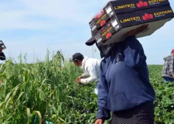 Foto: Agencias // Diputados locales desconocen las condiciones en que laboran los jornaleros agrícolas en San Quintín.