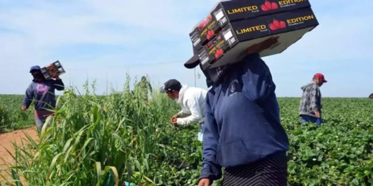 Foto: Agencias // Diputados locales desconocen las condiciones en que laboran los jornaleros agrícolas en San Quintín.