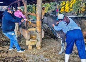 Estas acciones han beneficiado a más de 4,000 cabezas de ganado, entre bovino, equino, ovino, porcino y caprino.