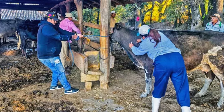 Estas acciones han beneficiado a más de 4,000 cabezas de ganado, entre bovino, equino, ovino, porcino y caprino.