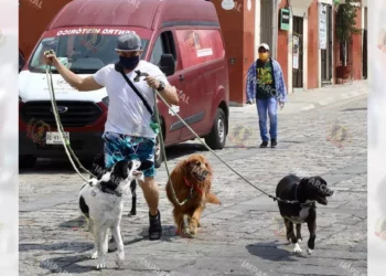 Foto: Archivo El Imparcial // En 70% de los hogares mexicanos hay al menos un animal de compañía.