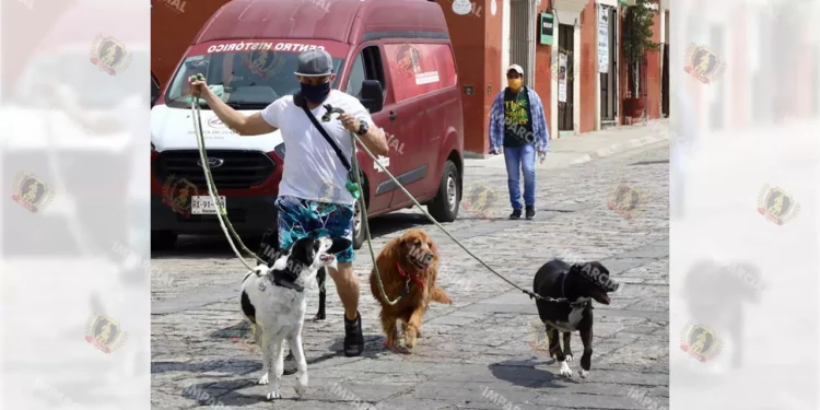 Foto: Archivo El Imparcial // En 70% de los hogares mexicanos hay al menos un animal de compañía.