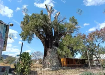 Foto: Lisbeth Mejía Reyes // El árbol ha tenido que sobrevivir a las inclemencias del tiempo y el abandono gubernamental y de la misma sociedad.