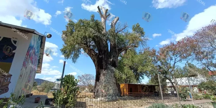 Foto: Lisbeth Mejía Reyes // El árbol ha tenido que sobrevivir a las inclemencias del tiempo y el abandono gubernamental y de la misma sociedad.