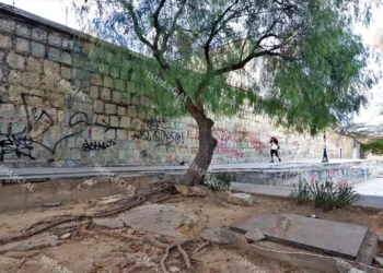 Foto: Adrián Gaytán // La mancha urbana ha ido devorando los espacios naturales del arbolado de la Verde Antequera.