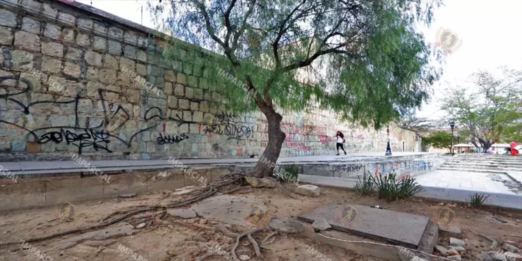 Foto: Adrián Gaytán // La mancha urbana ha ido devorando los espacios naturales del arbolado de la Verde Antequera.