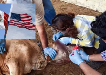 México y EU lanzan campaña masiva contra el gusano barrenador para reabrir la frontera