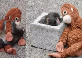 VIDEO | Ni el corazón más frío aguanta: Punch, el mono que cambió la soledad por los abrazos de un peluche