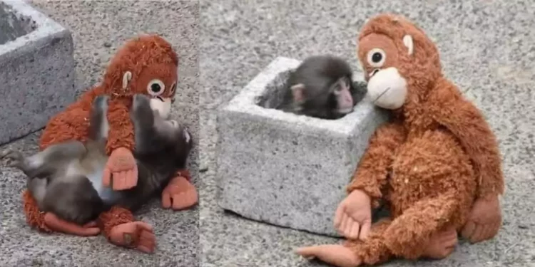 VIDEO | Ni el corazón más frío aguanta: Punch, el mono que cambió la soledad por los abrazos de un peluche