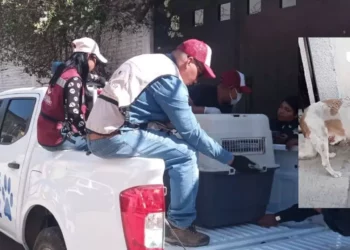 Rescatan a perro herido tras denuncia en redes en Santa Lucía del Camino