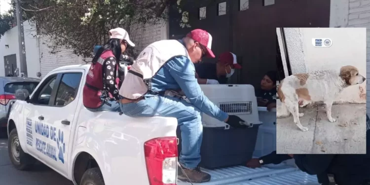 Rescatan a perro herido tras denuncia en redes en Santa Lucía del Camino