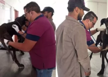 Rescatan a perro ‘en los puritos huesos’ tras denuncia en redes sociales
