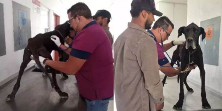 Rescatan a perro ‘en los puritos huesos’ tras denuncia en redes sociales