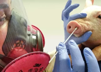 Alerta en Cataluña por caso de gripe porcina sin contacto con animales