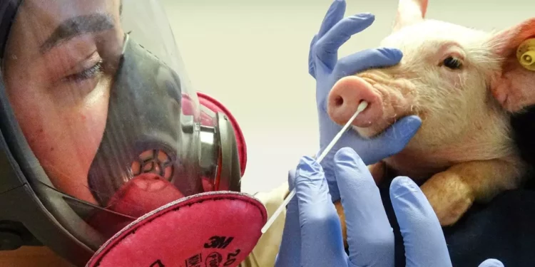 Alerta en Cataluña por caso de gripe porcina sin contacto con animales
