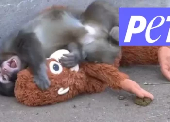 VIDEO | ¿Tierno o preocupante? PETA exige el traslado de Punch, el bebé macaco que vive aferrado a un peluche