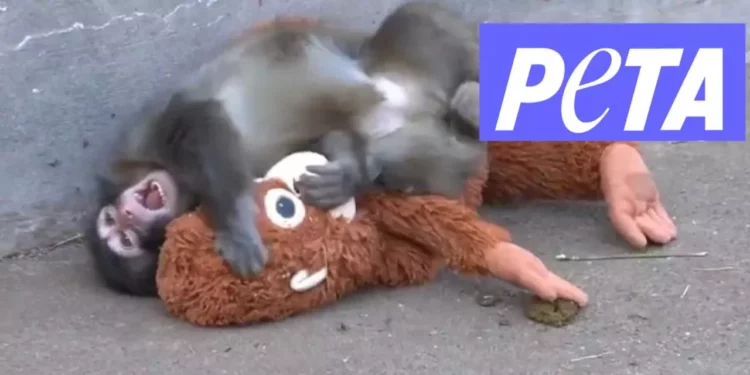 VIDEO | ¿Tierno o preocupante? PETA exige el traslado de Punch, el bebé macaco que vive aferrado a un peluche