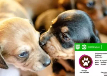 RUAC CDMX 2026: ¿Cuánto cuesta el chip para tu mascota y cómo evitar la multa?