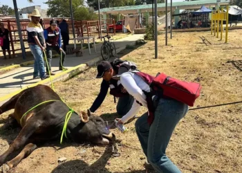 Foto: Sefader // Revisión del ganado en el baratillo de Ejutla.