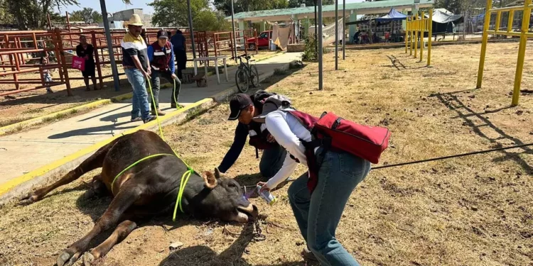 Foto: Sefader // Revisión del ganado en el baratillo de Ejutla.