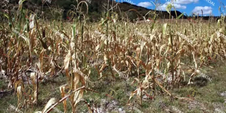 Foto: Archivo El Imparcial // Se perfila un severo estiaje para 2026 en Oaxaca.