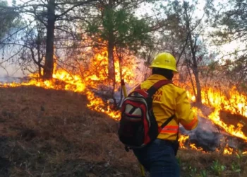 Foto: archivo – ilustrativa // Tan solo en los primeros 4 días del mes de febrero, se atendieron seis incendios forestales y de pastizales en todo el estado.