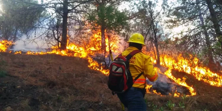 Foto: archivo – ilustrativa // Tan solo en los primeros 4 días del mes de febrero, se atendieron seis incendios forestales y de pastizales en todo el estado.