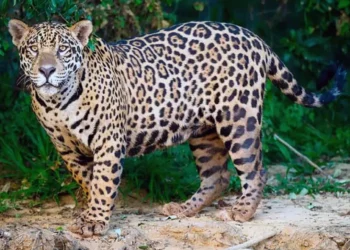 Felino Silvestre merodea Villa Díaz Ordaz y activa alerta comunitaria