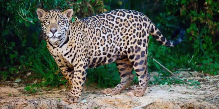 Felino Silvestre merodea Villa Díaz Ordaz y activa alerta comunitaria