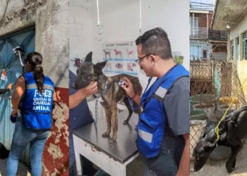 Rescatan a dos perritos desnutridos tras cateo en casa abandonada de Xoxocotlán