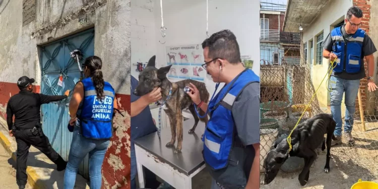 Rescatan a dos perritos desnutridos tras cateo en casa abandonada de Xoxocotlán
